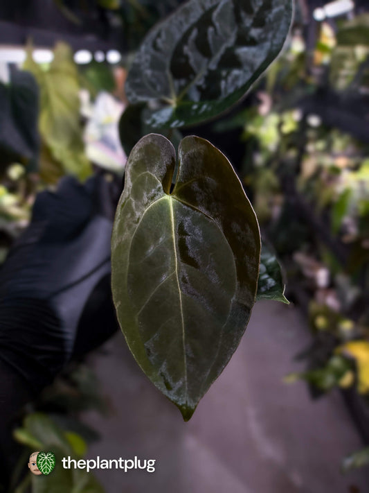 Anthurium #WaddleNOID x papillilaminum