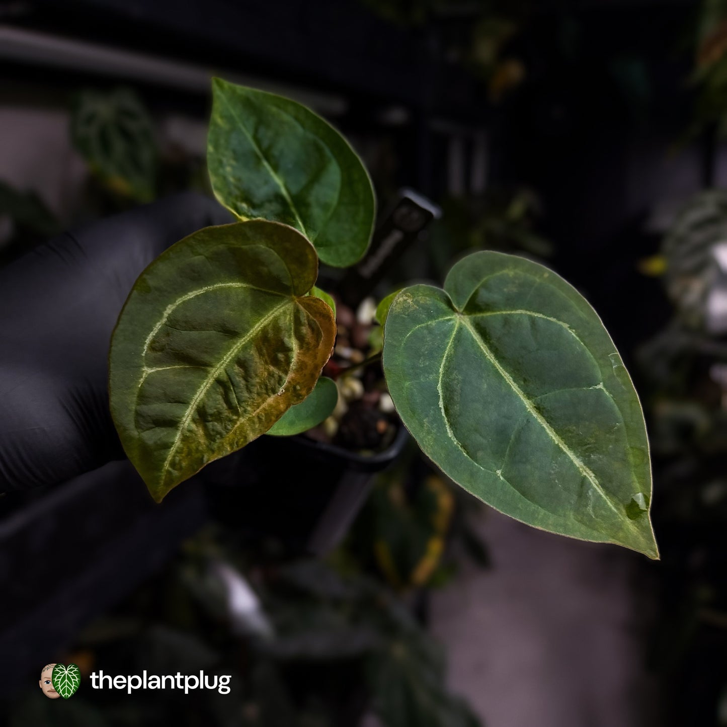 Anthurium forgetii hybrid x ('SKG Silver' x 'Red Crystal') • variegated 🌟