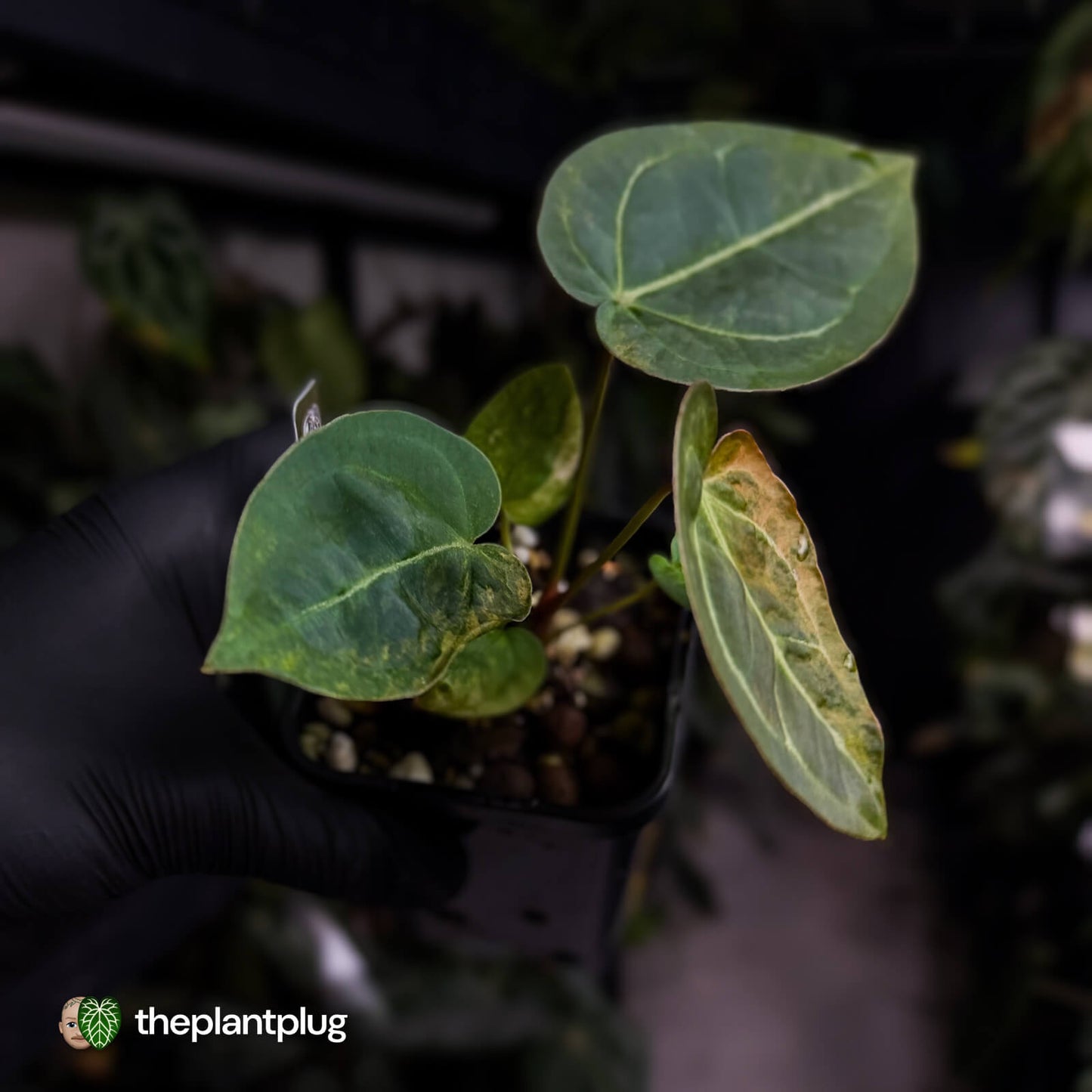 Anthurium forgetii hybrid x ('SKG Silver' x 'Red Crystal') • variegated 🌟