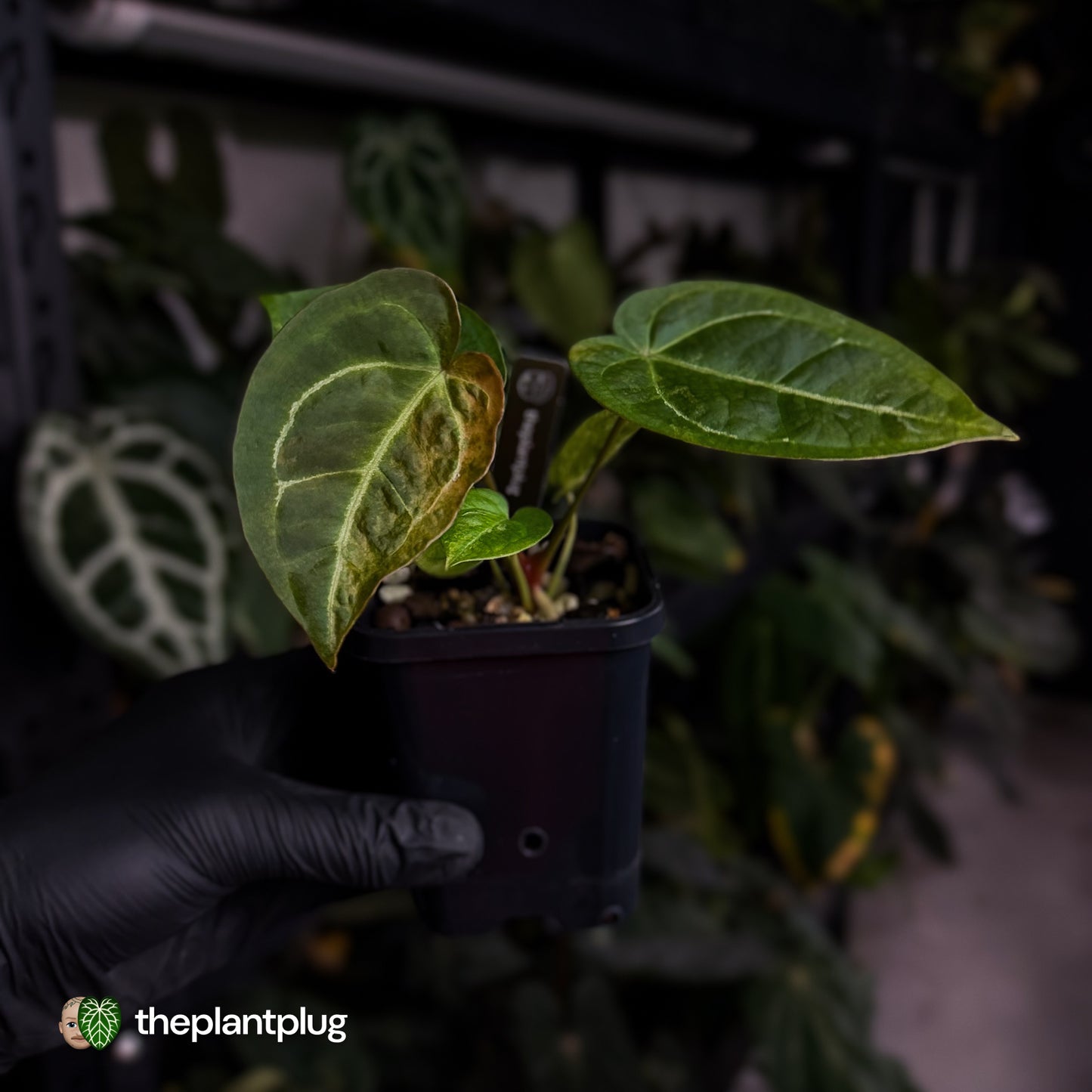 Anthurium forgetii hybrid x ('SKG Silver' x 'Red Crystal') • variegated 🌟