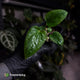 Anthurium 'Dorito Port' s2 • first release