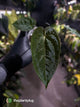 Anthurium #WaddleNOID x papillilaminum