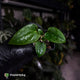Anthurium 'Dorito Port' s2 • first release