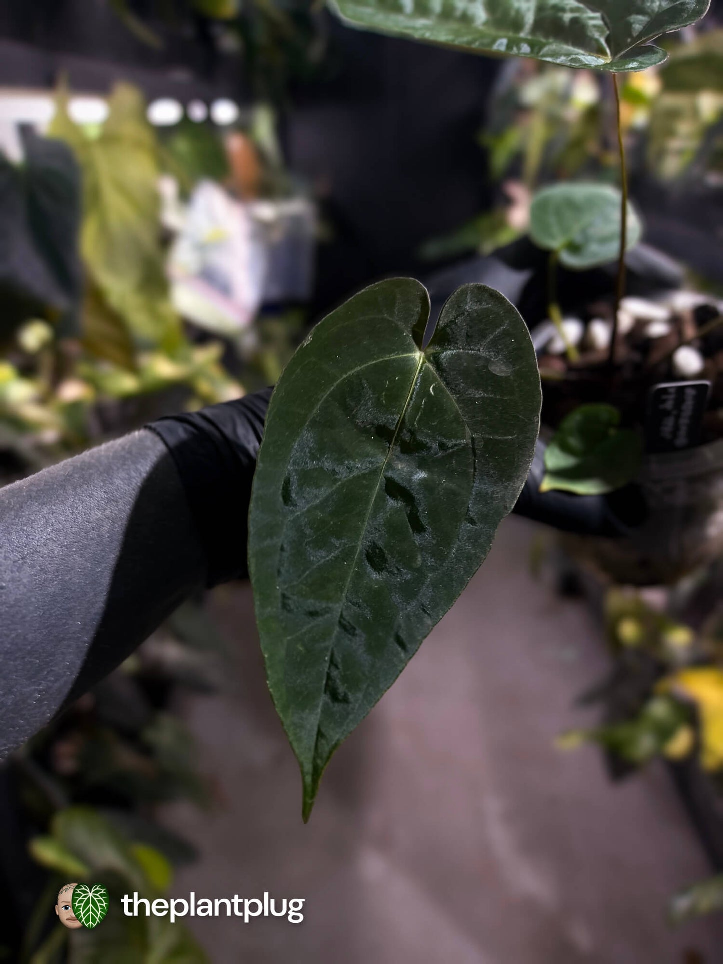 Anthurium #WaddleNOID x papillilaminum