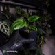 Anthurium 'Dorito Port' s2 • first release