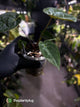 Anthurium #WaddleNOID x papillilaminum