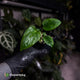 Anthurium 'Dorito Port' s2 • first release