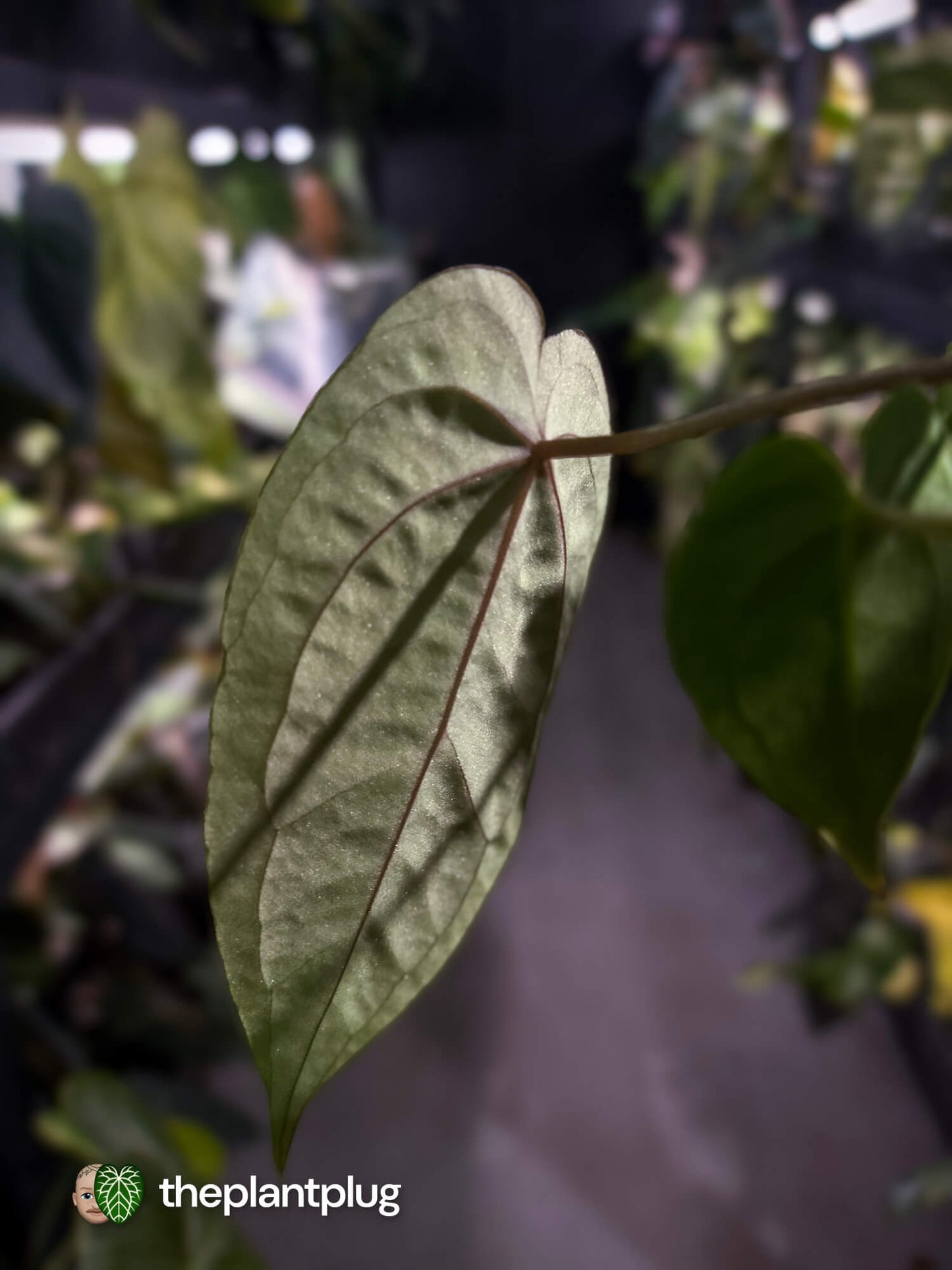 Anthurium #WaddleNOID x papillilaminum