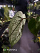 Anthurium #WaddleNOID x papillilaminum
