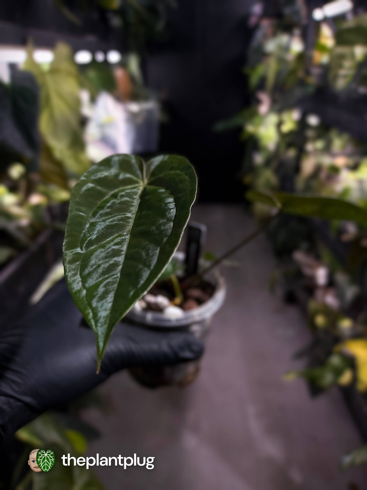 Anthurium #WaddleNOID x papillilaminum
