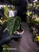 Anthurium #WaddleNOID x papillilaminum