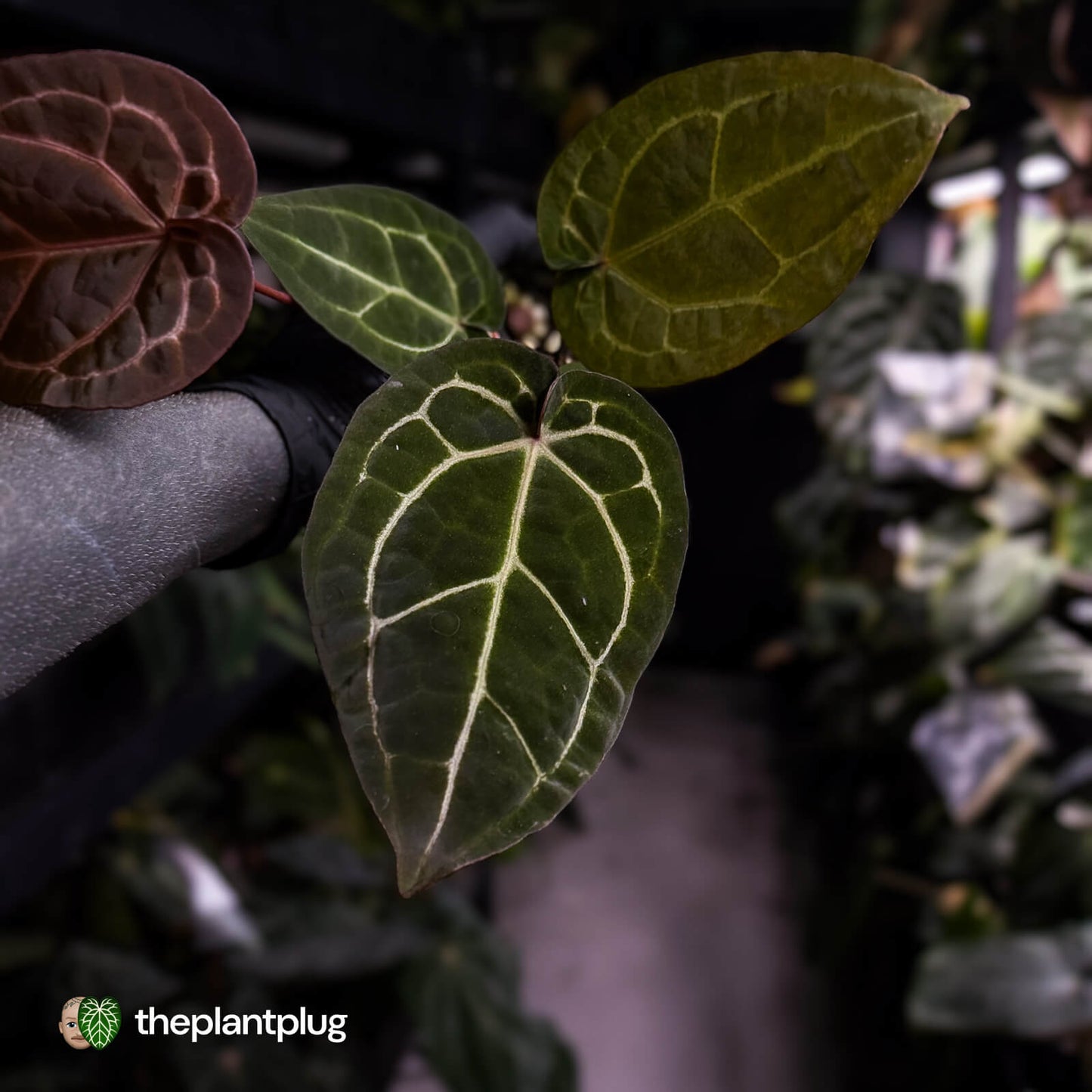 Anthurium 'Red Crystal' x 'Jayda' 💫