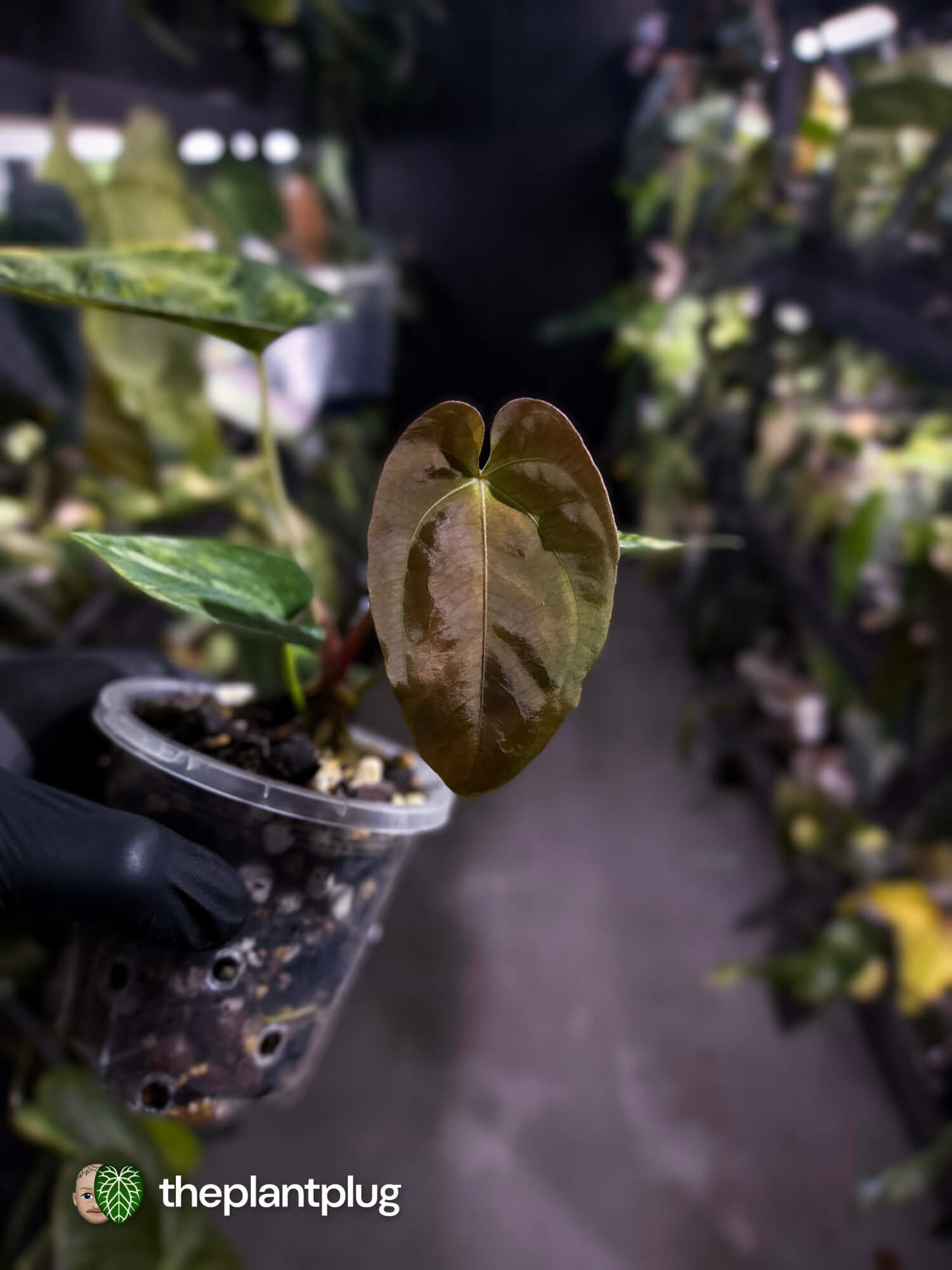 Anthurium papillilaminum hybrid x papillilaminum 'RLFS' • variegated ✨