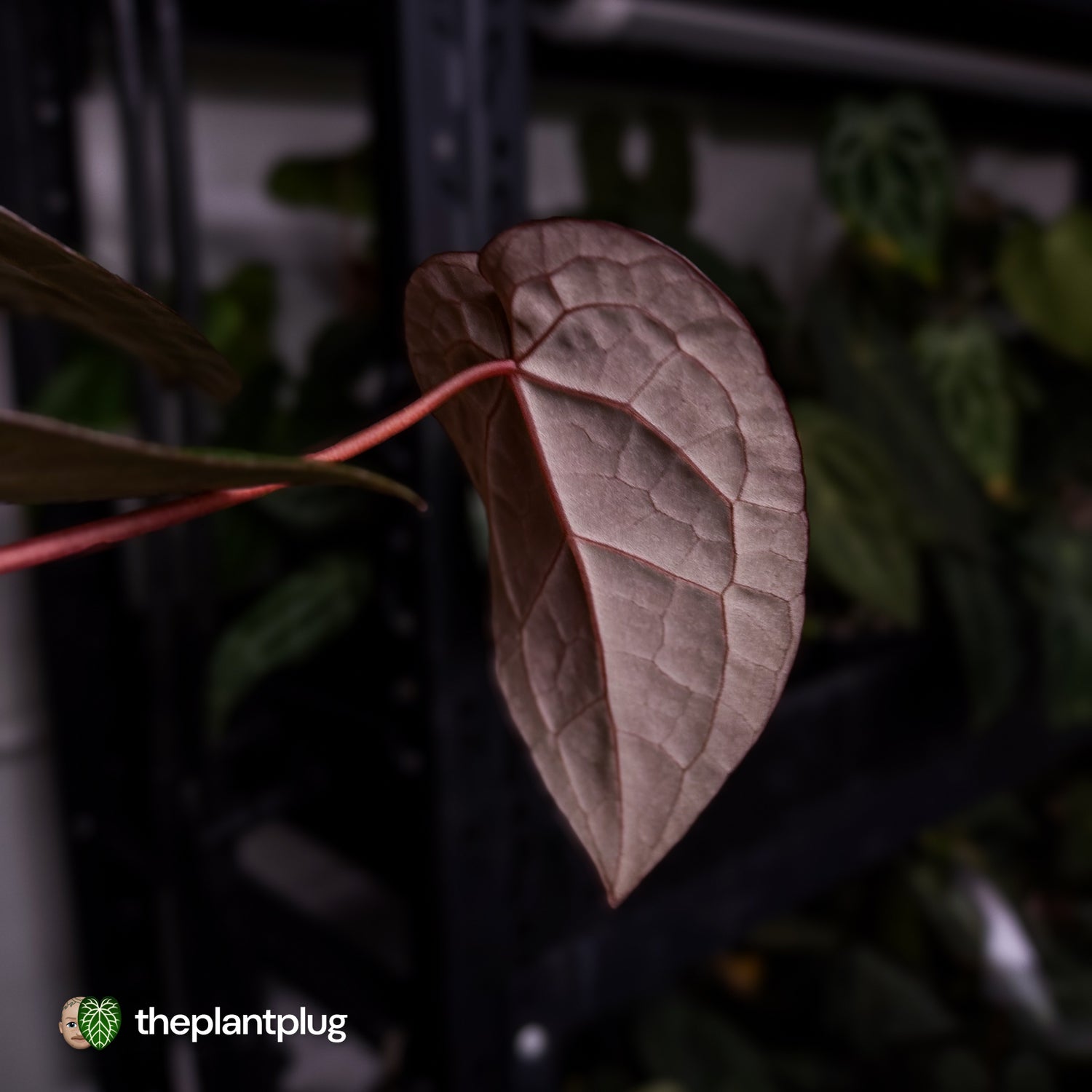 Anthurium 'Red Crystal' x 'Jayda' 💫