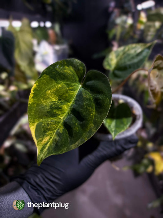 Anthurium papillilaminum hybrid x papillilaminum 'RLFS' • variegated ✨