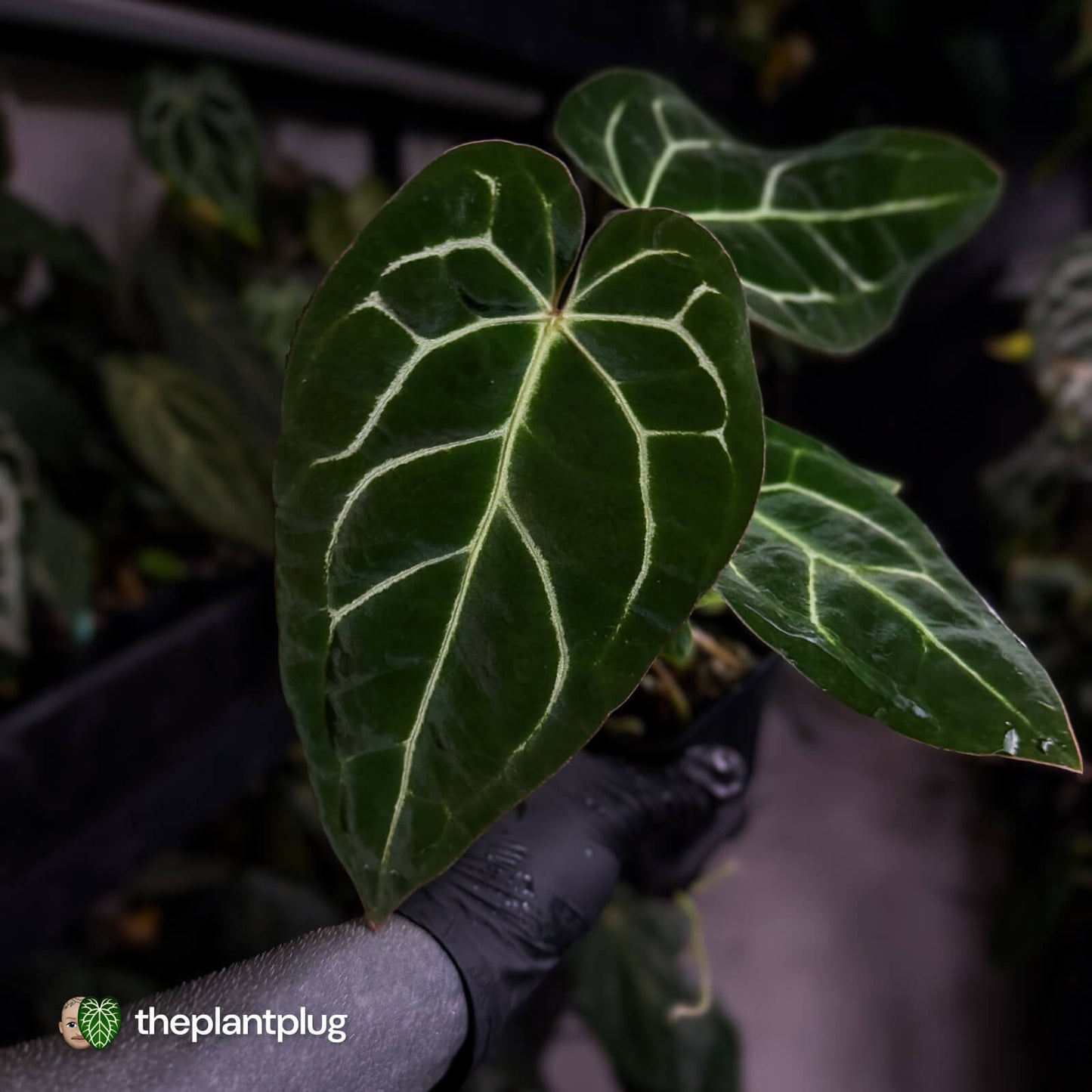 Anthurium carlablackiae x ('Black Widow' x 'Michelle) • select