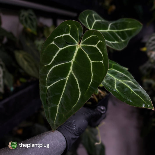 Anthurium carlablackiae x ('Black Widow' x 'Michelle) • select