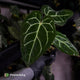 Anthurium carlablackiae x ('Black Widow' x 'Michelle) • select