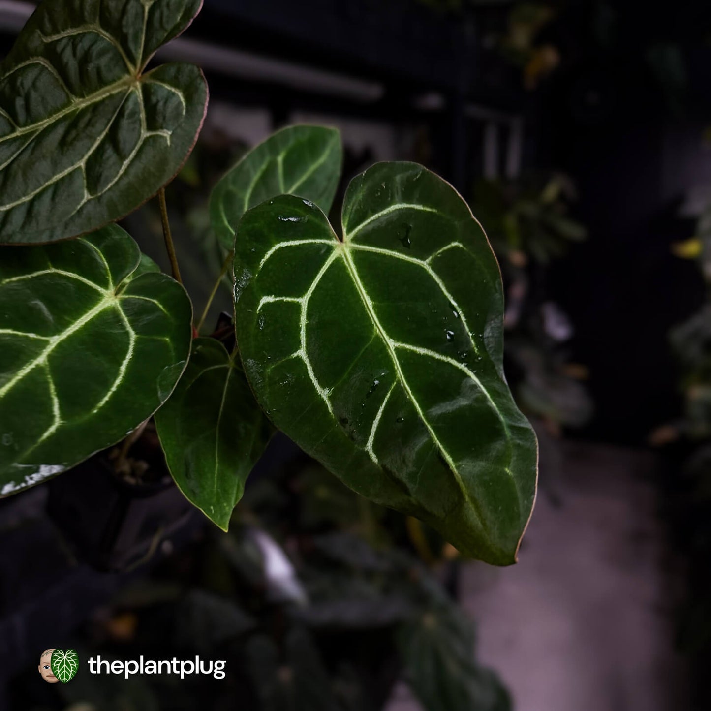 Anthurium carlablackiae x ('Black Widow' x 'Michelle) • select