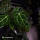 Anthurium carlablackiae x ('Black Widow' x 'Michelle) • select