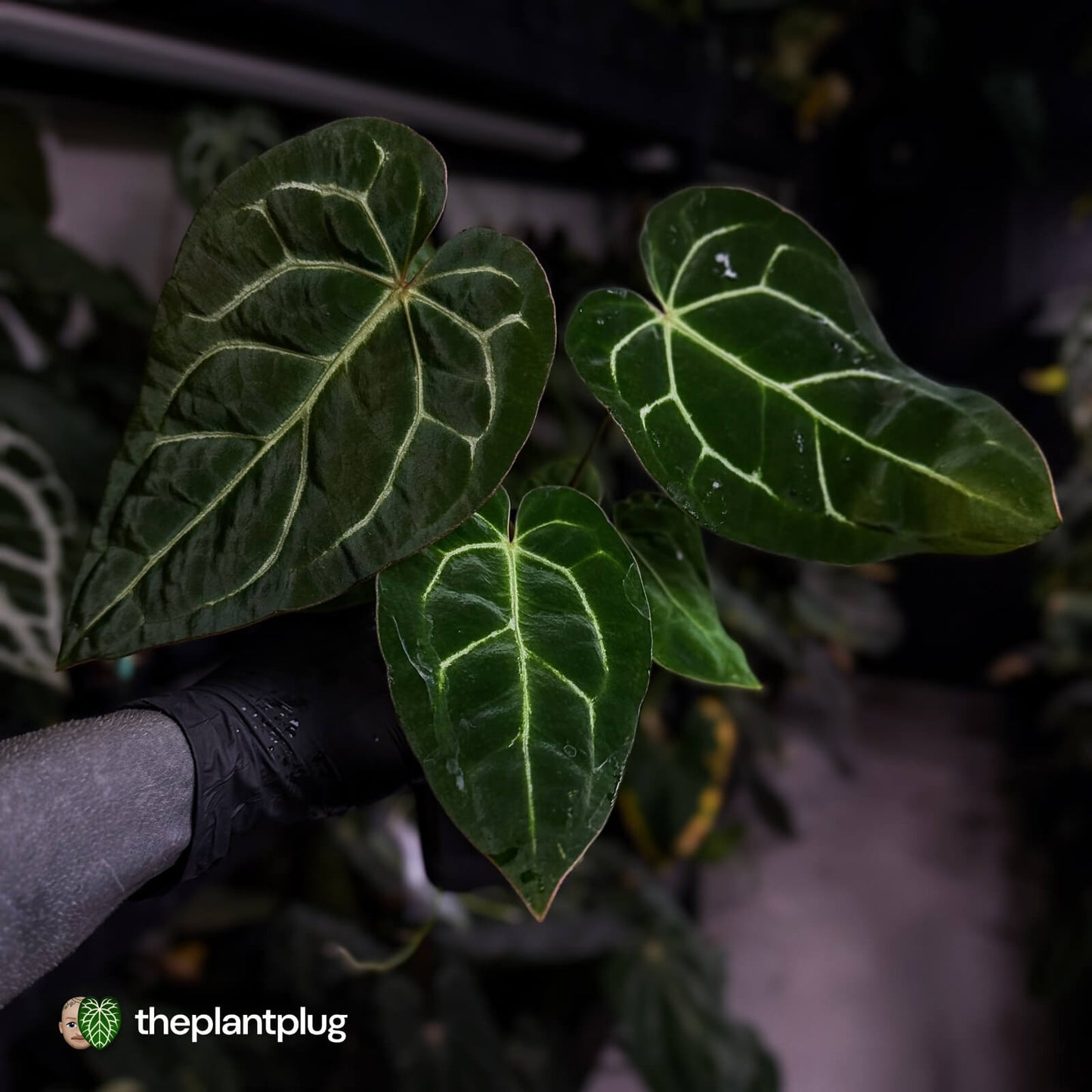 Anthurium carlablackiae x ('Black Widow' x 'Michelle) • select