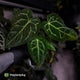 Anthurium carlablackiae x ('Black Widow' x 'Michelle) • select