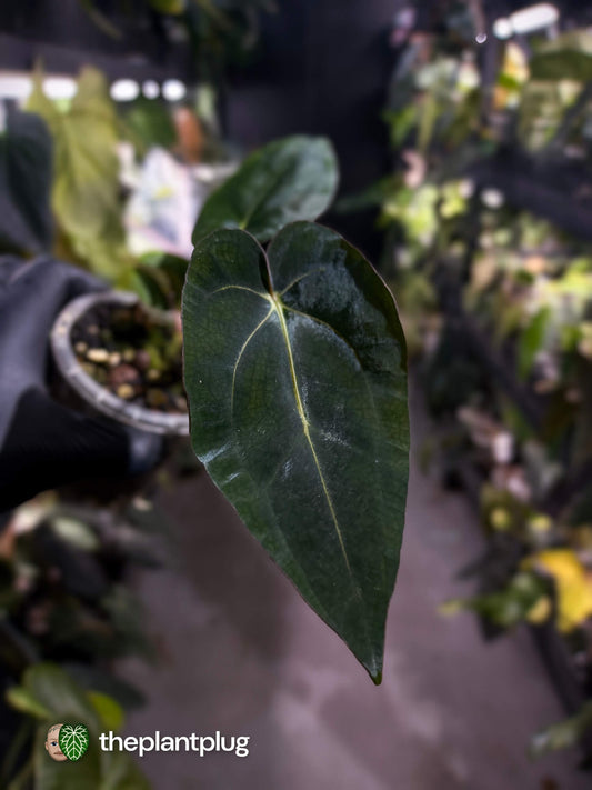 Anthurium (carlablackiae x dressleri) x carlablackiae