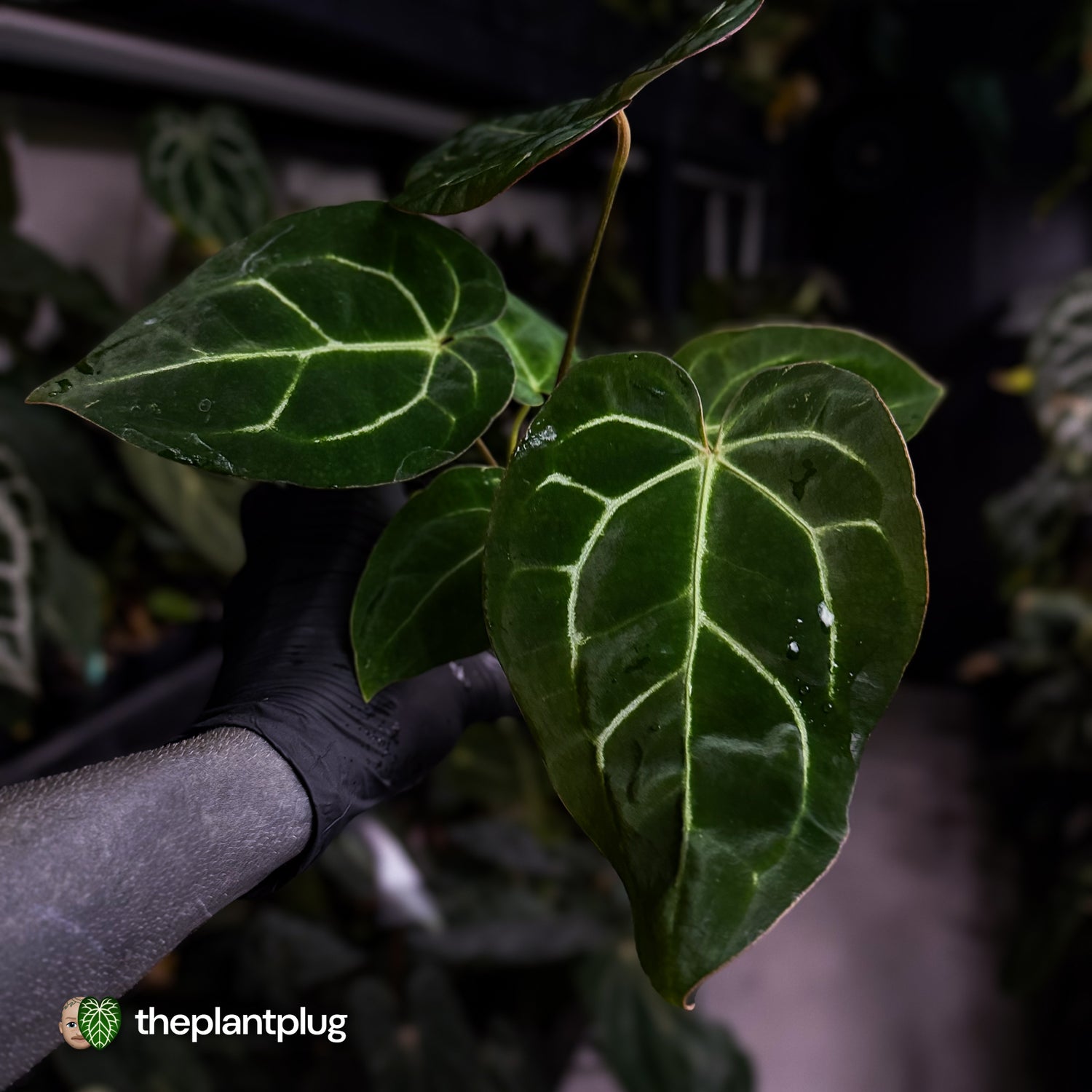 Anthurium carlablackiae x ('Black Widow' x 'Michelle) • select