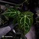 Anthurium carlablackiae x ('Black Widow' x 'Michelle) • select