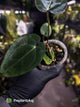 Anthurium (carlablackiae x dressleri) x carlablackiae