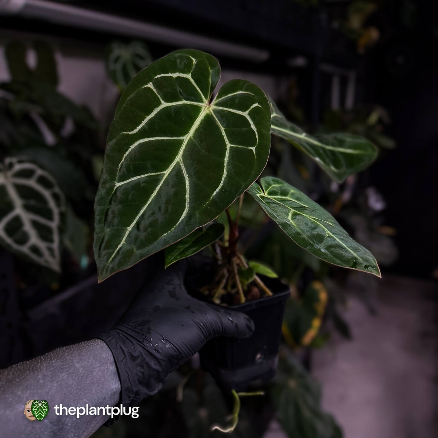 Anthurium carlablackiae x ('Black Widow' x 'Michelle) • select