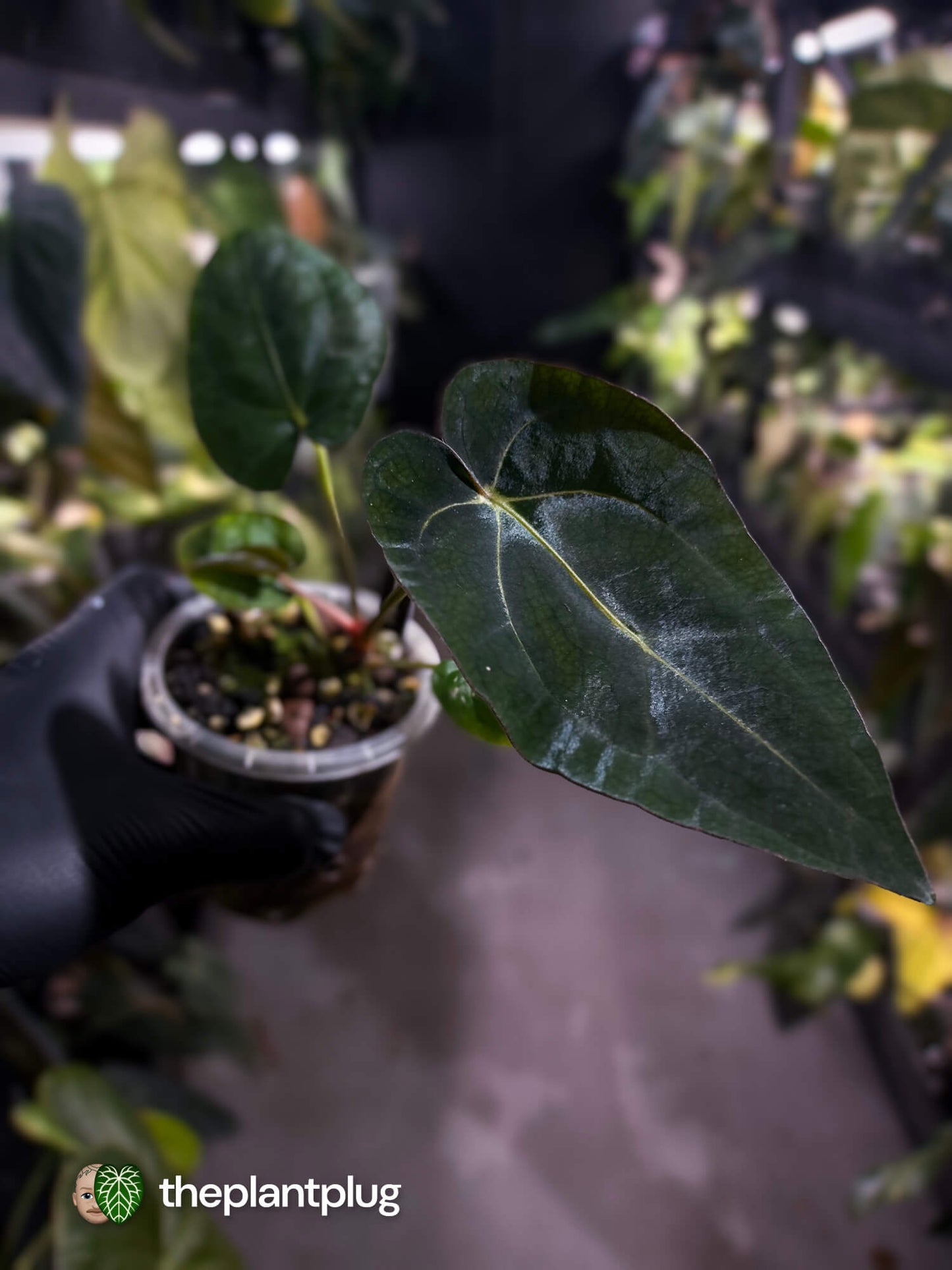 Anthurium (carlablackiae x dressleri) x carlablackiae
