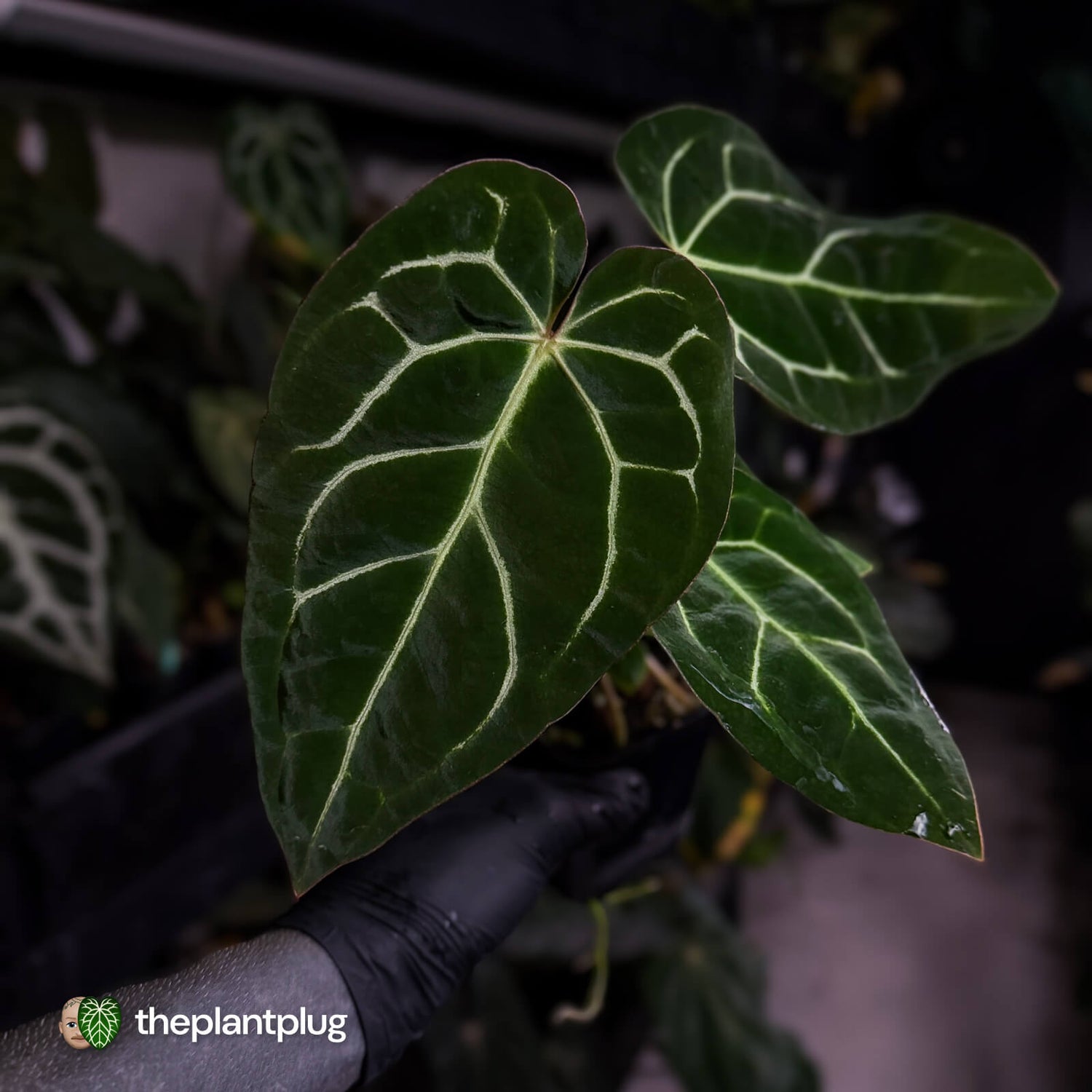 Anthurium carlablackiae x ('Black Widow' x 'Michelle) • select