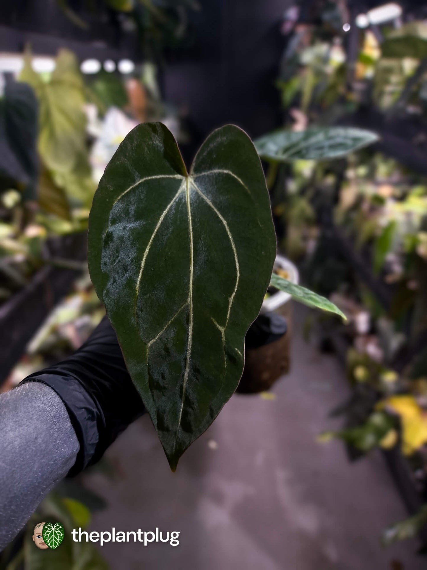 Anthurium (carlablackiae x dressleri) x carlablackiae