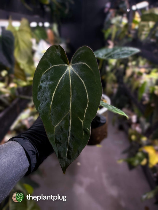 Anthurium (carlablackiae x dressleri) x carlablackiae