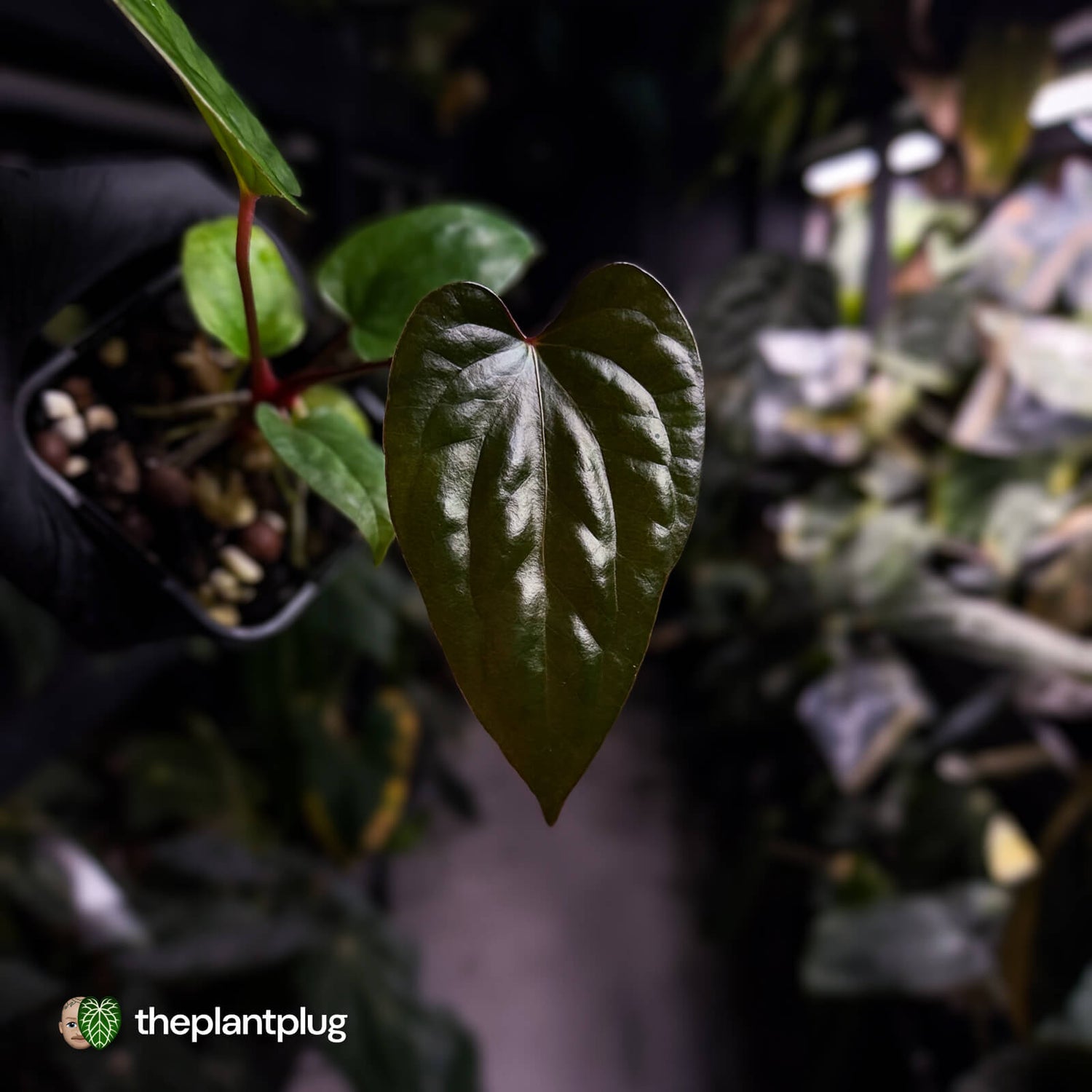 Anthurium Deadpool x luxurians 🤩