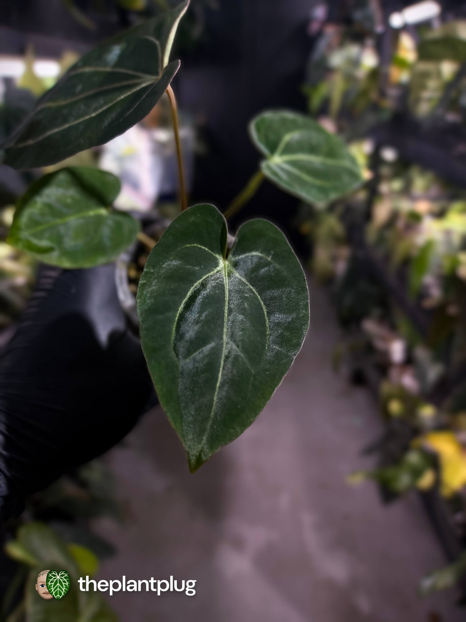 Anthurium (carlablackiae x dressleri) x carlablackiae