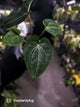 Anthurium (carlablackiae x dressleri) x carlablackiae