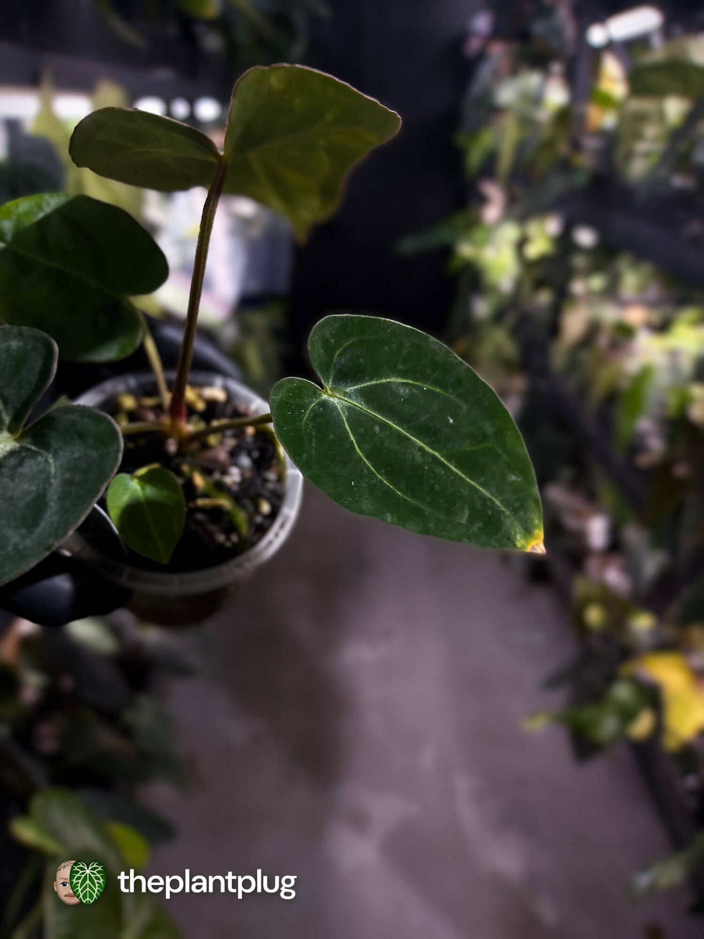 Anthurium (carlablackiae x dressleri) x carlablackiae