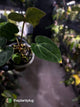 Anthurium (carlablackiae x dressleri) x carlablackiae