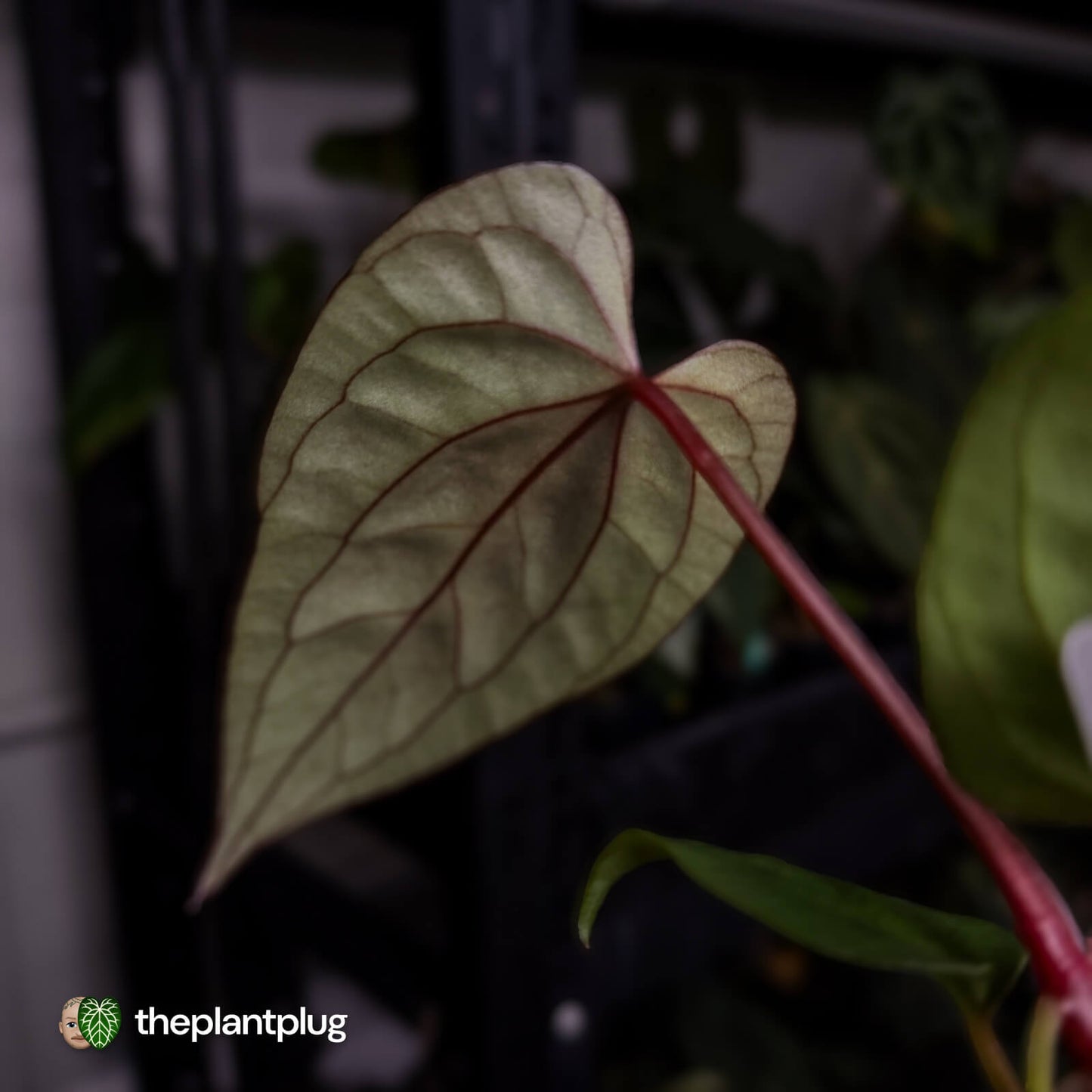 Anthurium Deadpool x luxurians 🤩