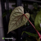 Anthurium Deadpool x luxurians 🤩