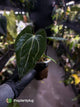 Anthurium (carlablackiae x dressleri) x carlablackiae