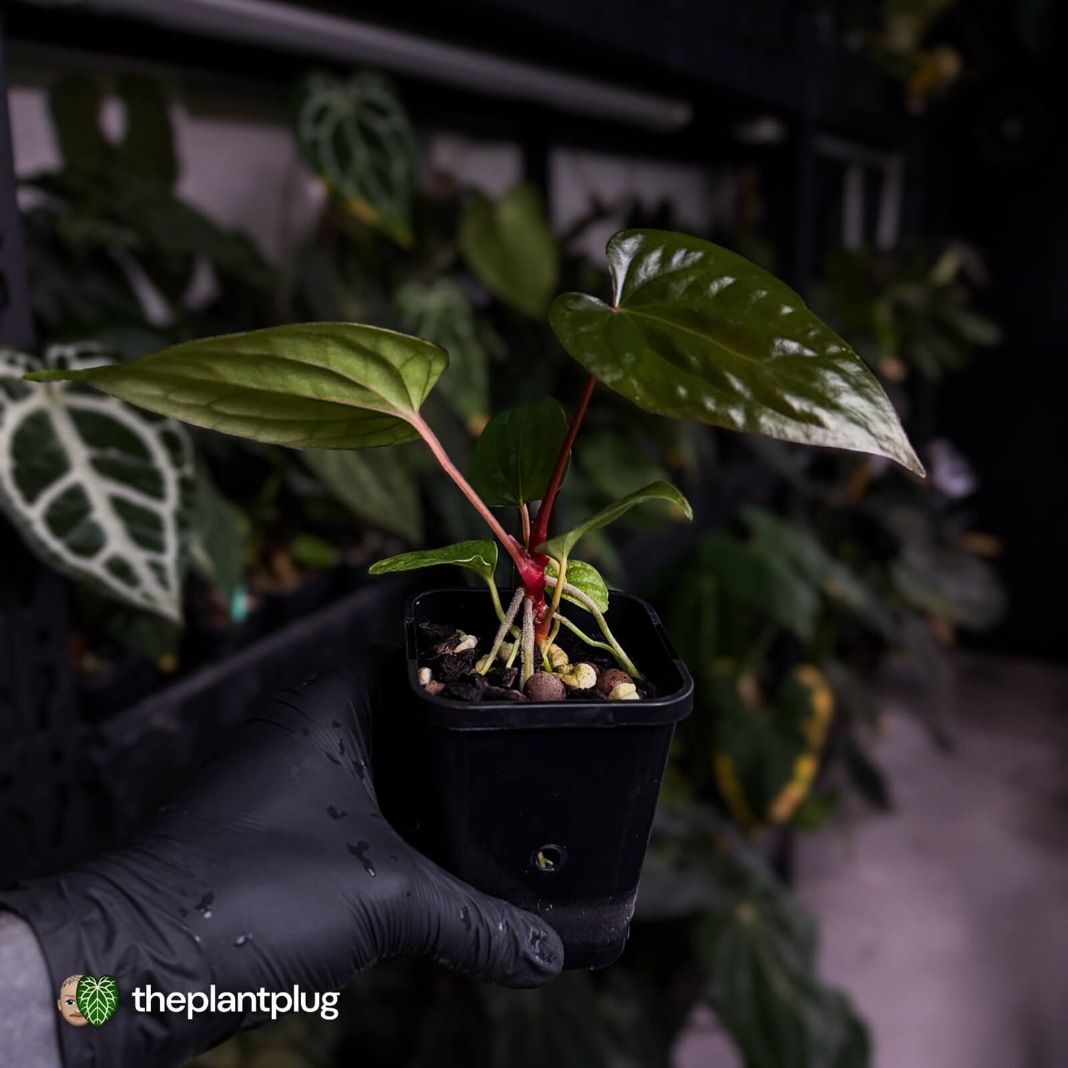 Anthurium Deadpool x luxurians 🤩