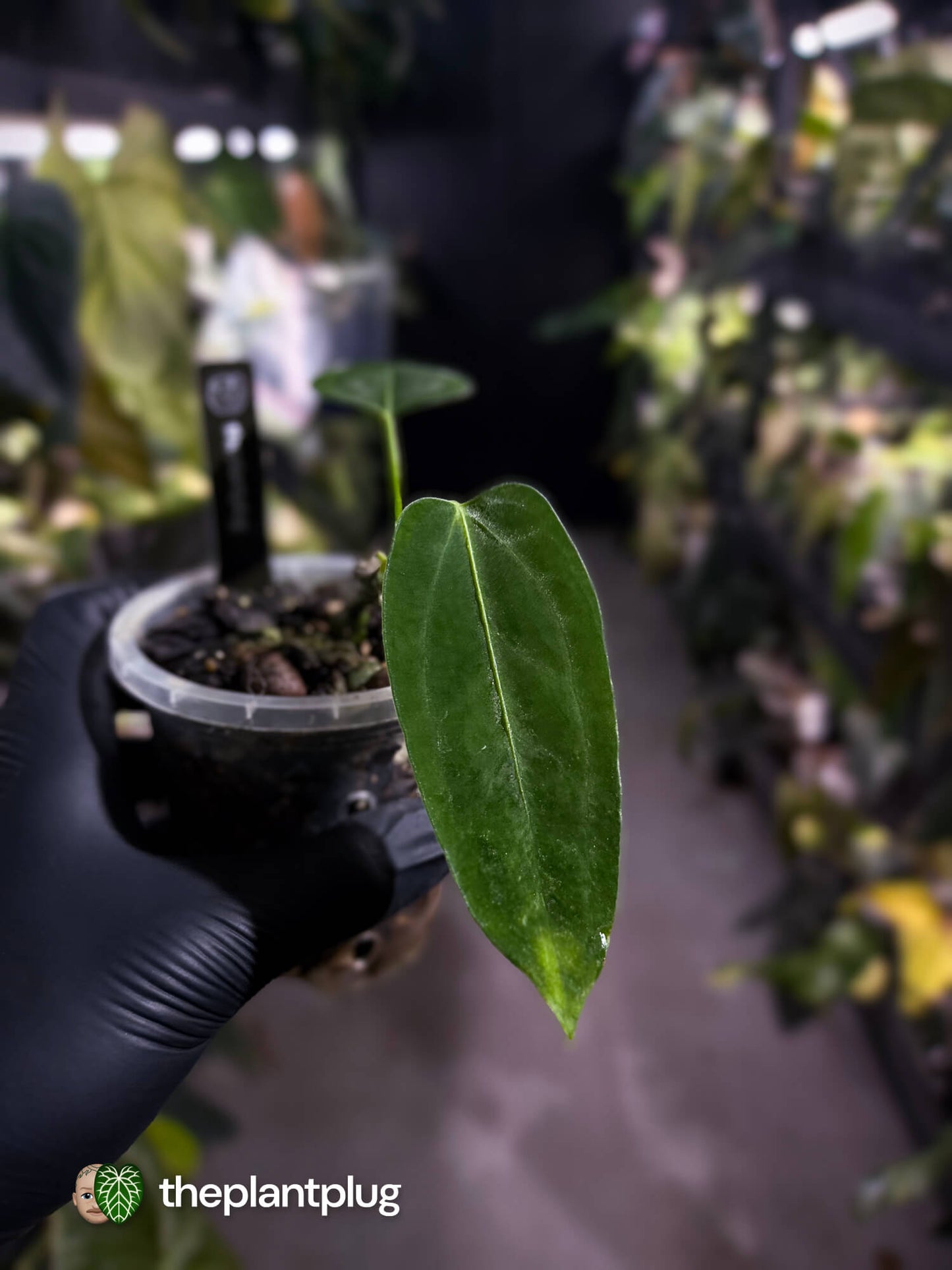 Anthurium 'dressleri' (MP) x warocqueanum