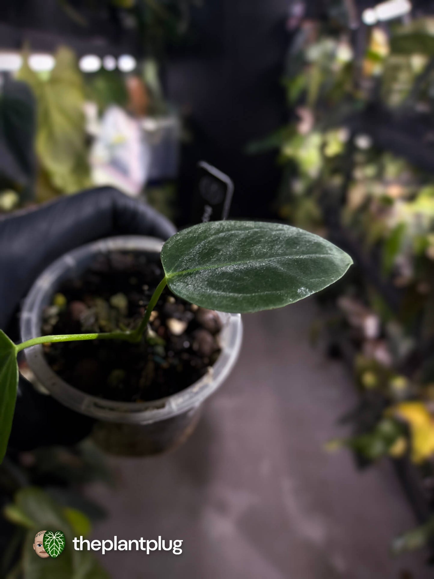 Anthurium 'dressleri' (MP) x warocqueanum