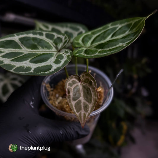 Anthurium 'Mystique A88' • rarely offered