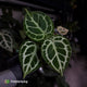 Anthurium 'Mystique A88' • rarely offered