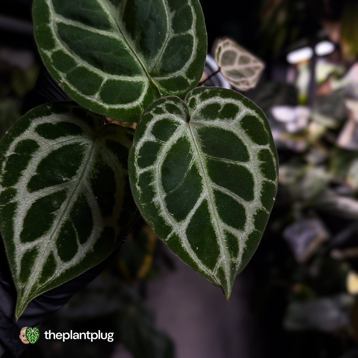 Anthurium 'Mystique A88' • rarely offered