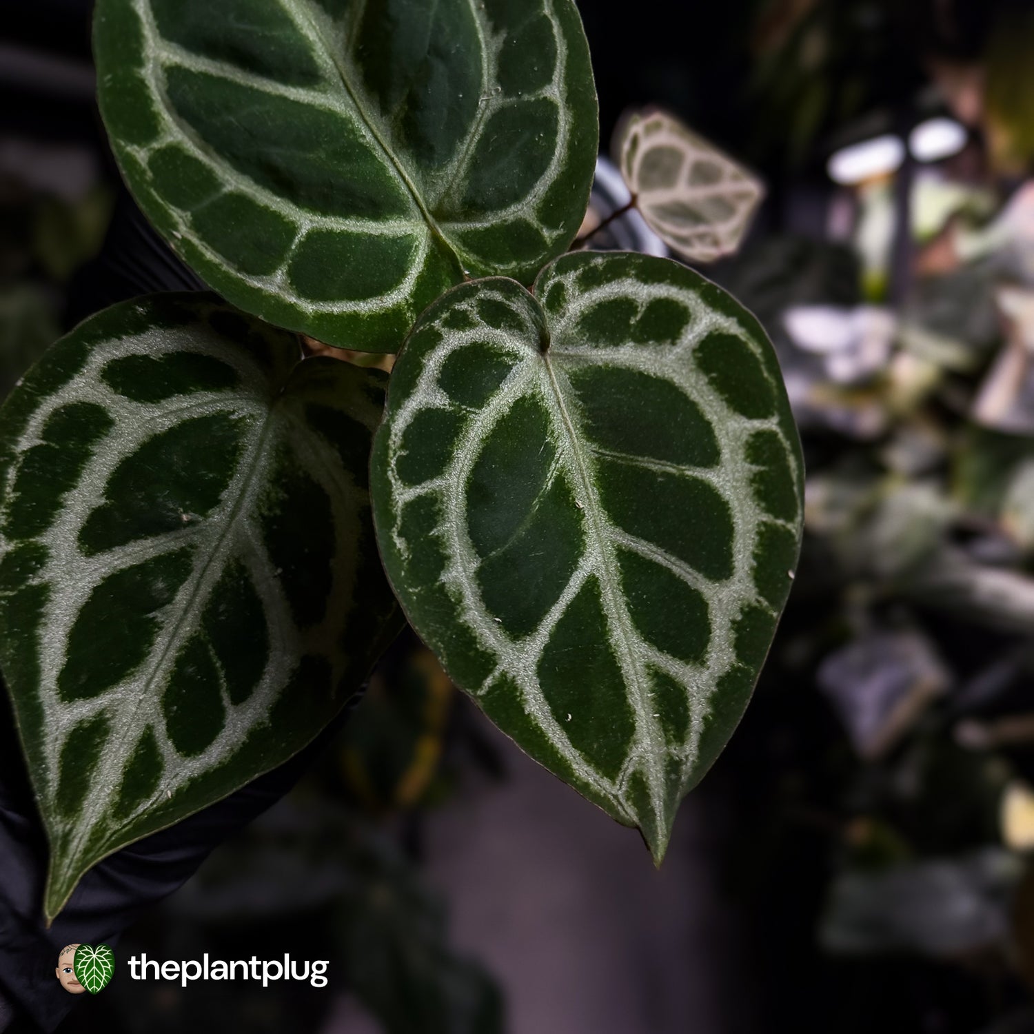Anthurium 'Mystique A88' • rarely offered